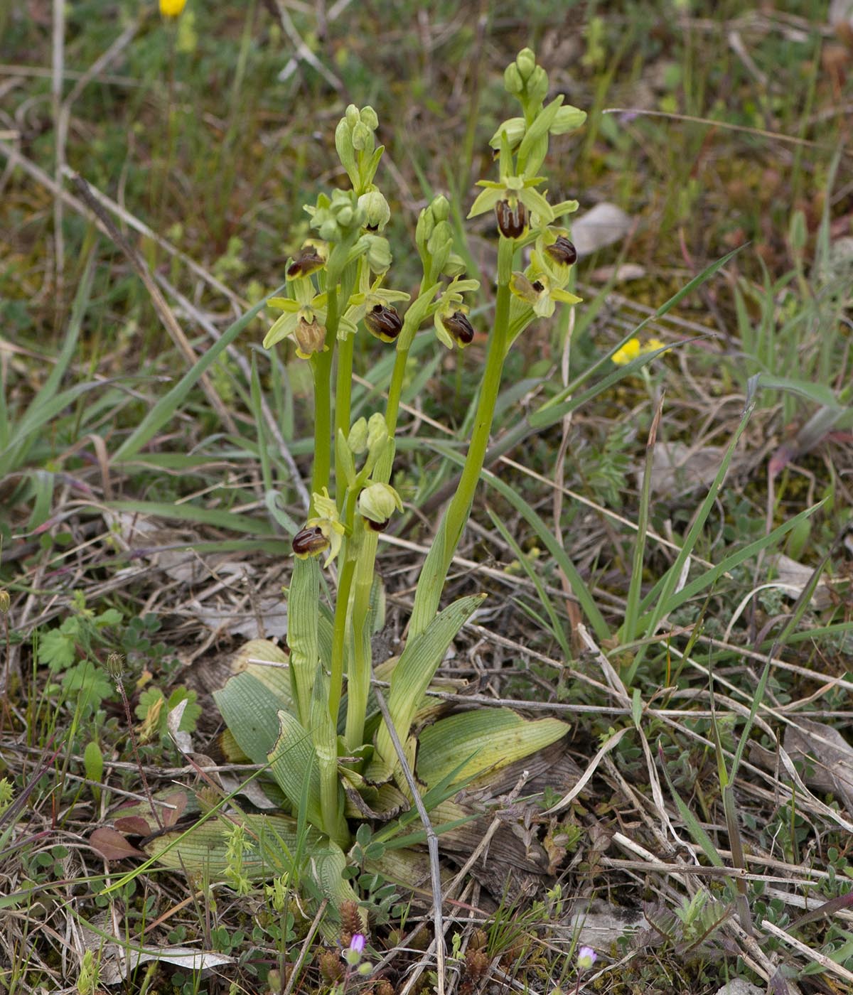 Habitus